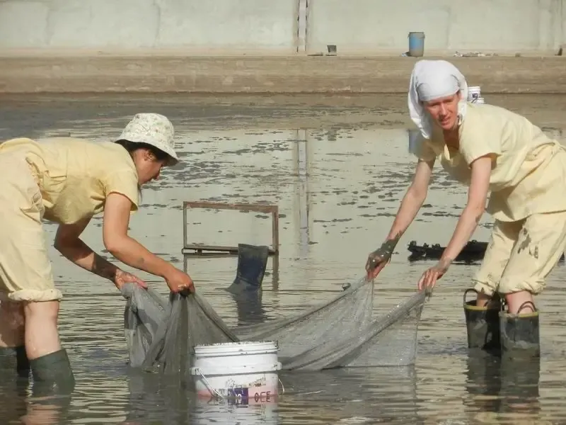 rescuing-water-animals-from-the-drying-out-talab-in-jadan-ashram bodyImage